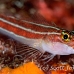 triplefin_striped_hd_lan_h_0056_tha0373.jpg